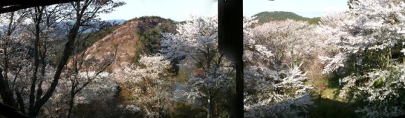 yoshino blossoms