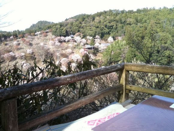yoshino tea hiking