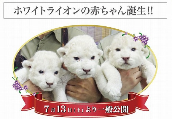 These white lion cubs are poised to fumble their way into your heart
