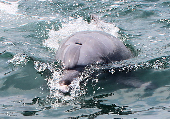 Nanao Bay, Ishikawa Prefecture: 98-percent chance of seeing dolphins in the wild!