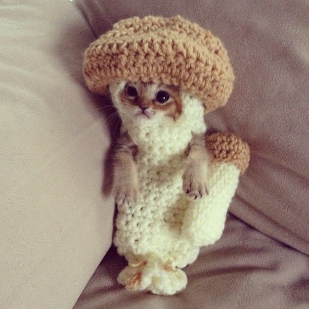 Don’t quit meow! A compendium of cat GIFs to get you to the weekend
