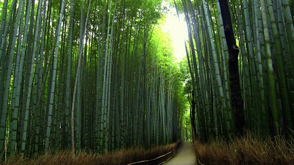 The top 10 sightseeing spots in Kyoto Prefecture