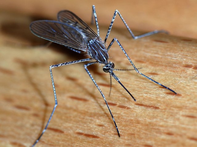 Stop the itching from a mosquito bite in minutes with this cool trick!