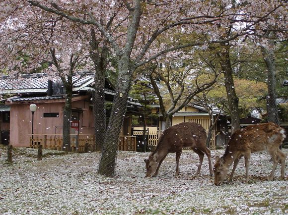 13. Nara Park (Nara City, Nara Prefecture)