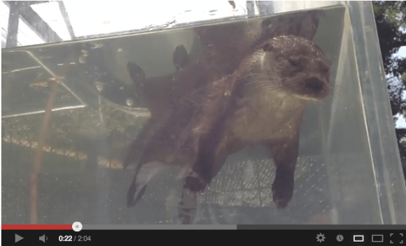 This otter isn't dead (we promise!)