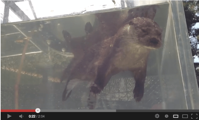 This otter isn’t dead (we promise!) 【Video】