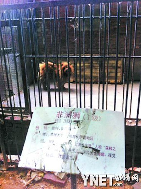 Nice try! Zoo in China puts a “lion” on display, visitor realizes it’s actually a dog