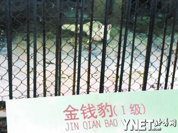 Nice try! Zoo in China puts a “lion” on display, visitor realizes it’s actually a dog3