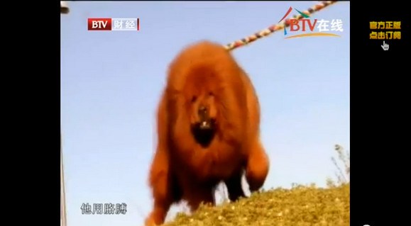 Nice try! Zoo in China puts a “lion” on display, visitor realizes it’s actually a dog4