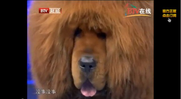 Nice try! Zoo in China puts a “lion” on display, visitor realizes it’s actually a dog5