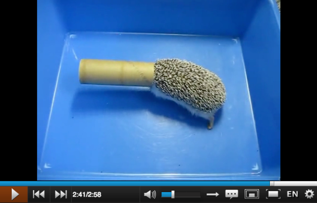 The little hedgehog that couldn’t (but it’s still fun to watch him try) 【Video】