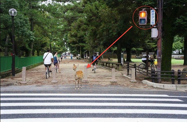 In Japan, even cute animals obey the law 【Photos】