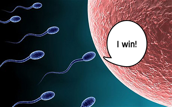 ANYP47 Sperm approaching egg
