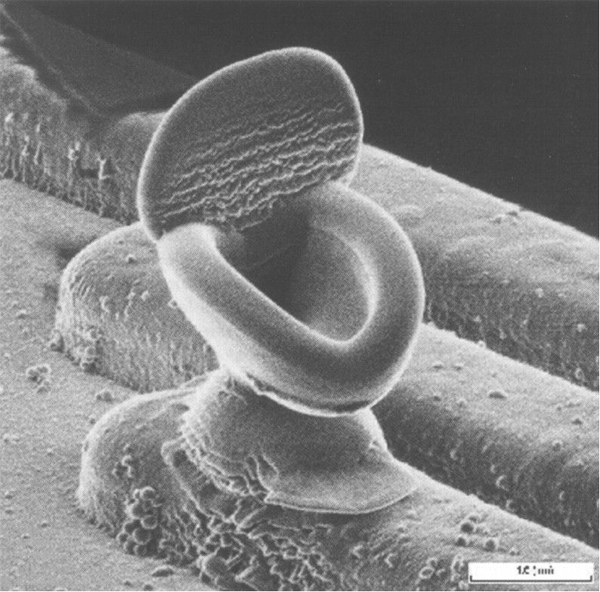 Bacterium aspires to work in a toilet, dresses the part