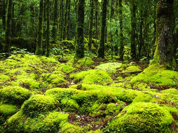 Yakushima: Checking out the island that inspired Princess Mononoke ...