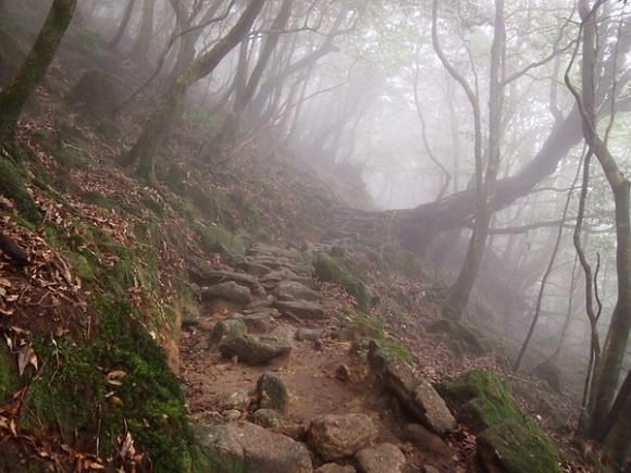 Yakushima: Checking out the island that inspired Princess Mononoke ...