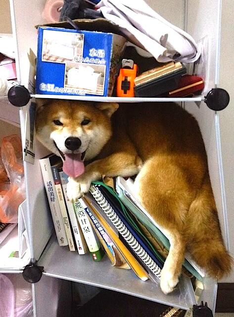 shiba in a bookshelf