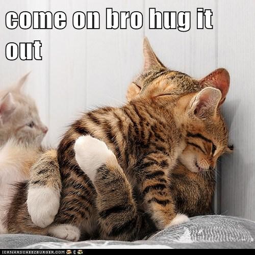 Hugging cats