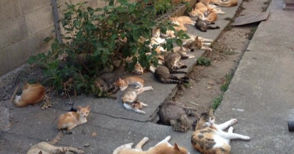 Japan: Aoshima island overrun by cats 