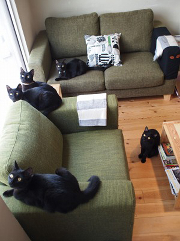 Japan's first black cat café feels appropriate for the season