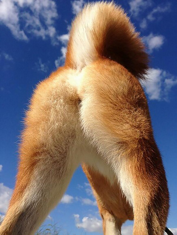 Need a pick-me-up? Check out this magnificent and adorable dog butt!