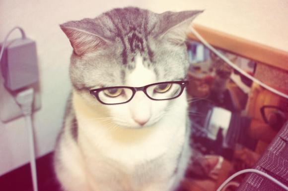 glasses cat01