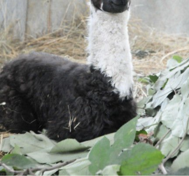 It may look like a panda, but this baby at the Hangzhou Zoo is a wooly animal