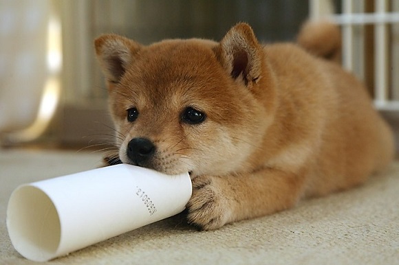 Shiba Inu bring the cute and cuddly, leave us all wanting a snuggle