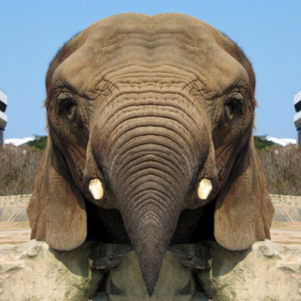 Symmetry is creepy! 26 photos of animals “evolving” with the help of mirror images