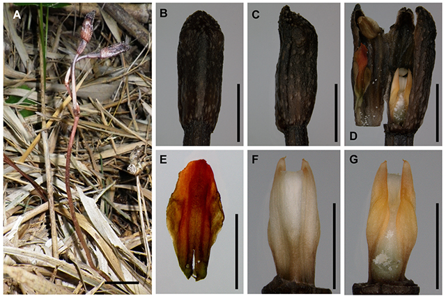 New species of orchid discovered in Japan, exhibits anti-social behavior