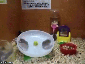 【Monday Kickstart】Hamsters just wanna have fun