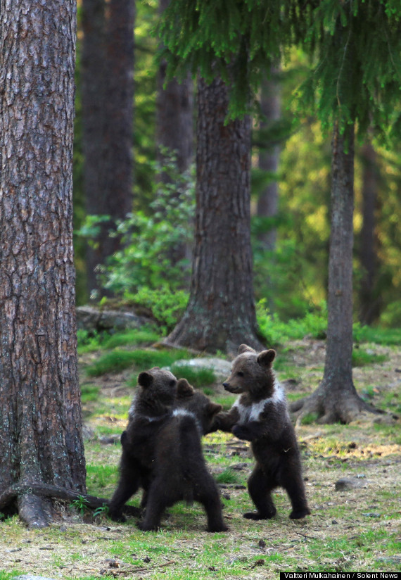 Dancing bear cubs straight out of Disney movie capture Japanese hearts ...