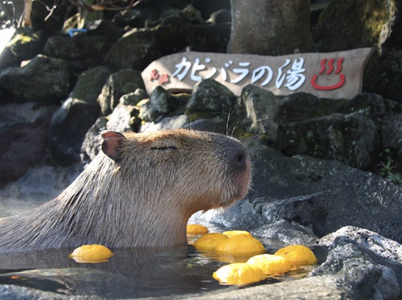 Capybara citrus 1