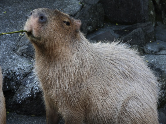 Capybara family dad Rai