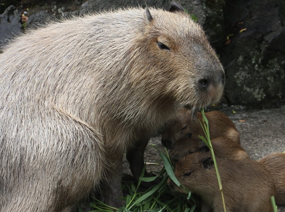 Capybara family mom Ikura