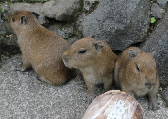 Capybara May 2013 babies