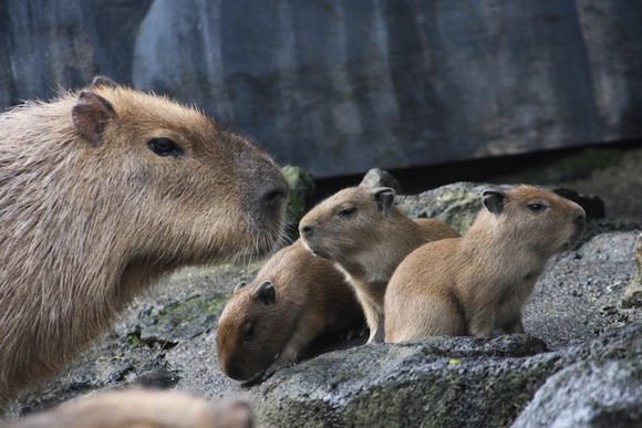 Capybara Nov babies Press Release