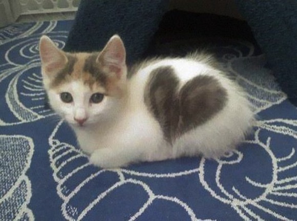 cat 1 heart