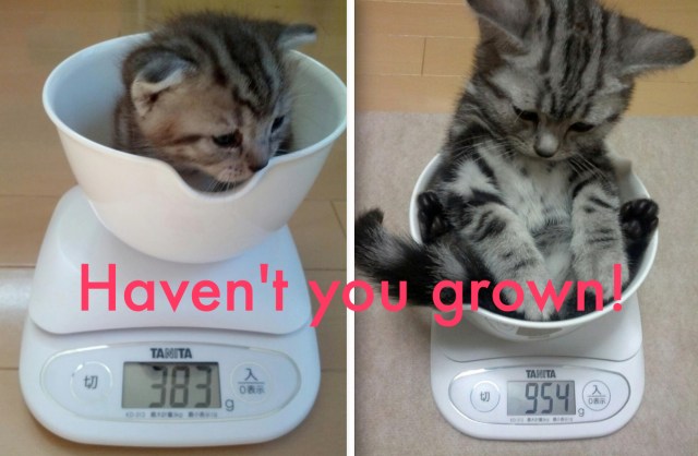 Twitter user weighs growing kitten over a series of weeks, documents with insanely cute photos