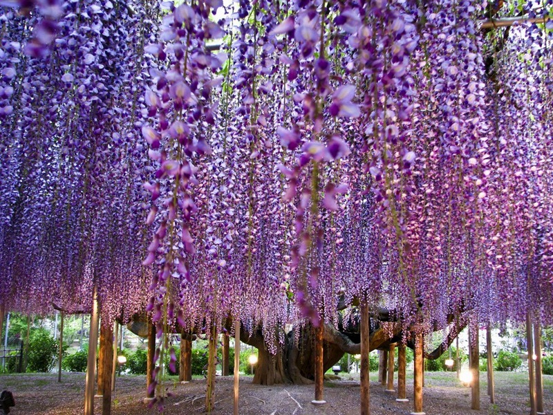 Move over cherry blossoms, wisteria may be the most beautiful flowers