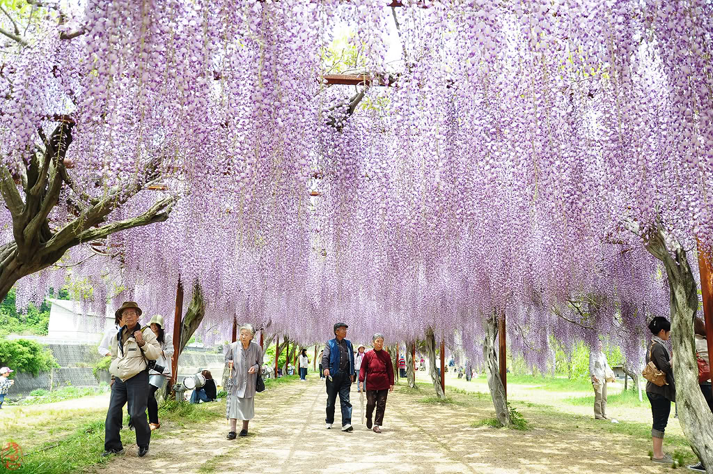 Move over cherry blossoms, wisteria may be the most beautiful flowers