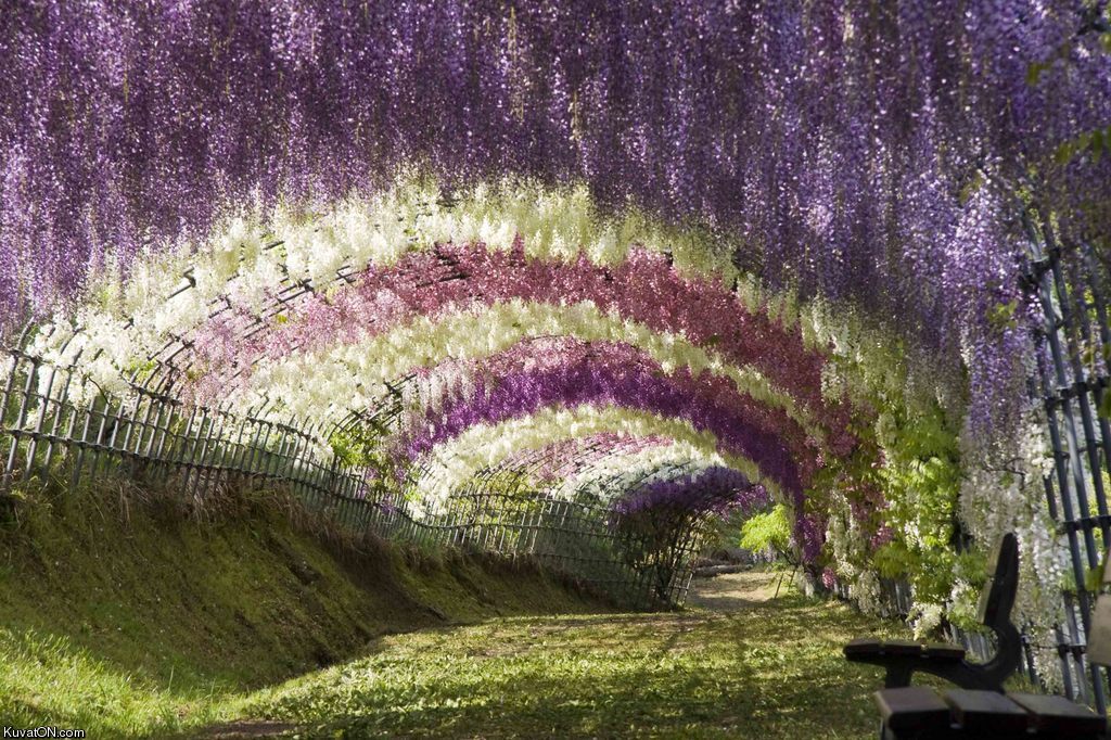 Move over cherry blossoms, wisteria may be the most beautiful flowers