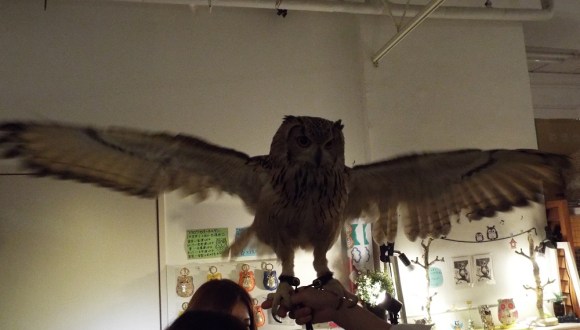 owls (24)