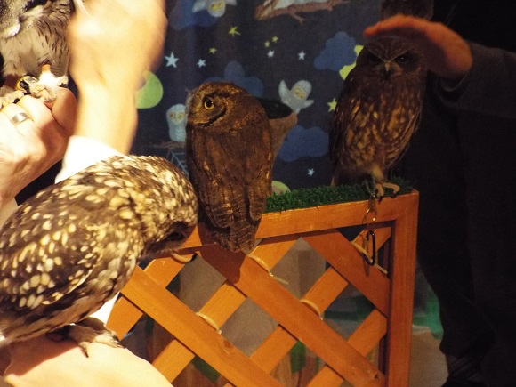 owls (36)