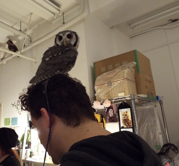 owls (41)