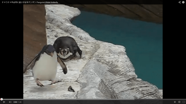 Butterfly visits penguin enclosure at Japanese zoo, whimsical chase ensues 【Video】