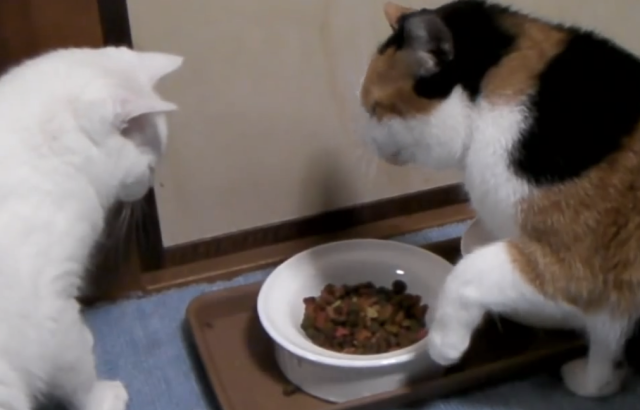 Cat table manners: Make a mess and get punched in the face 【Video】