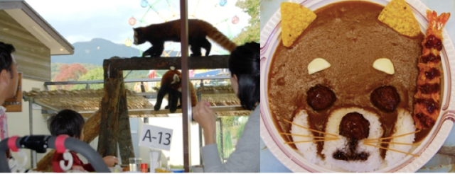 Watch red pandas while you eat red panda curry at Japan’s Safari Land