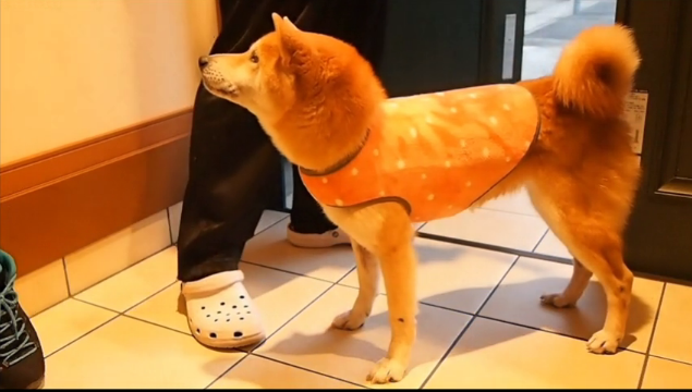 Dog refuses to leave house, do tricks until ugly sweater is removed【Video】