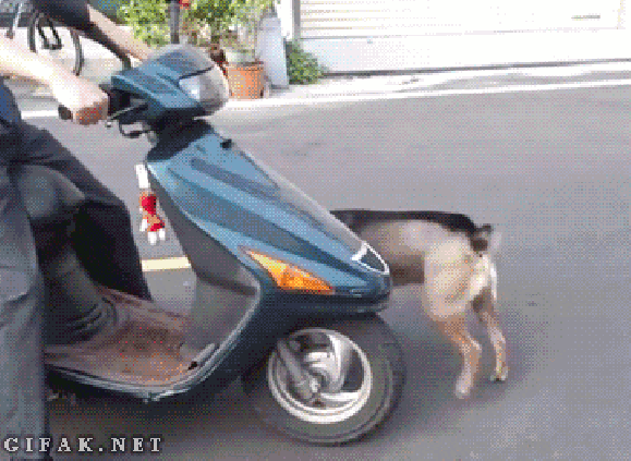 Scooter dog is ready to scoot: This will be the cutest GIF you see today